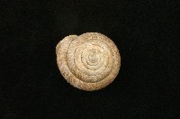 藏品(臺灣大臍蝸牛)的圖片